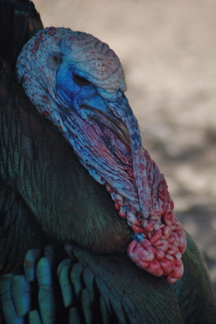 turkey
